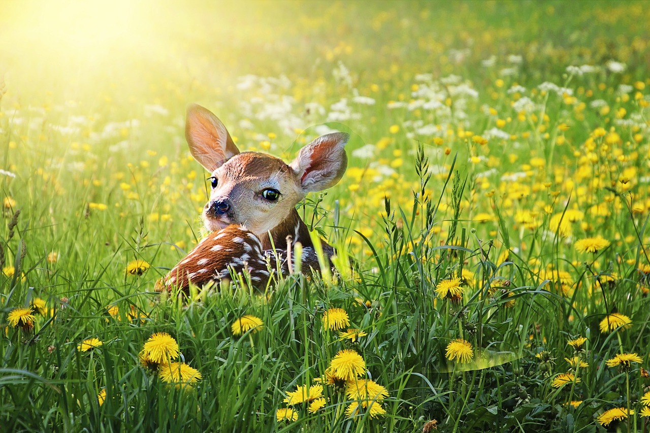fawn, deer, baby-4242581.jpg